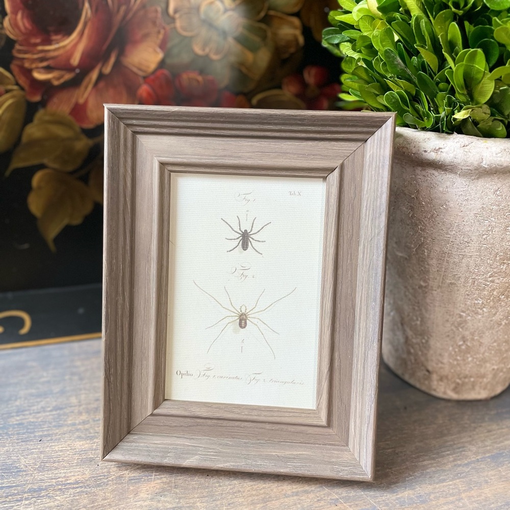 Spiders Small picture Framed Art
New